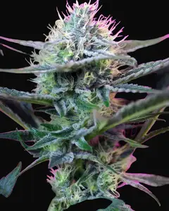 +Speed Auto