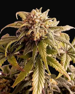 Speedy Boom Auto