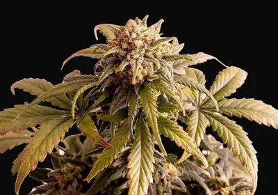 Speedy Boom Auto