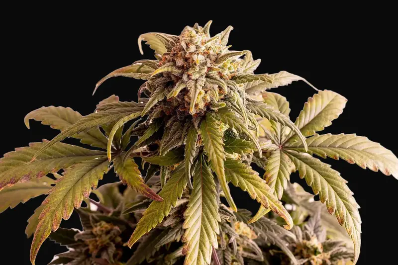 Speedy Boom Auto