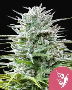 Speedy Chile (Fast Flowering)