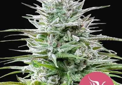 Speedy Chile (Fast Flowering)