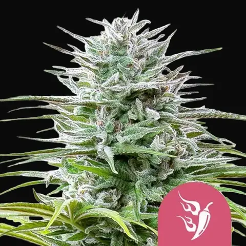 Speedy Chile (Fast Flowering)