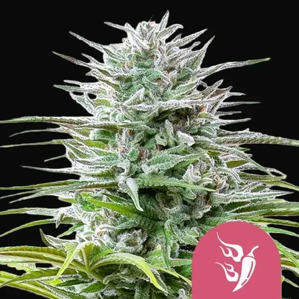 Speedy Chile (Fast Flowering)