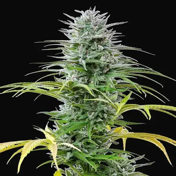 Speedy Chile (Fast Flowering) — zdjęcie 4