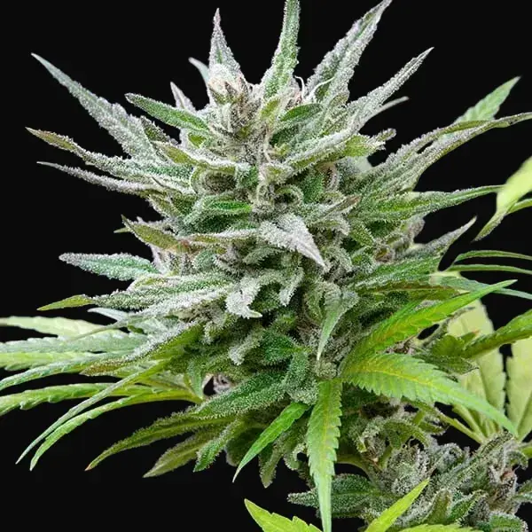 Speedy Chile (Fast Flowering) — zdjęcie 6