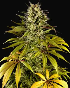 Spicy CBD