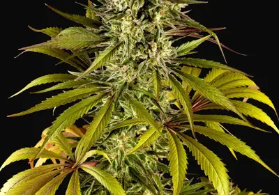Spicy CBD