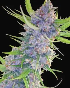 Spliff's Strawberry