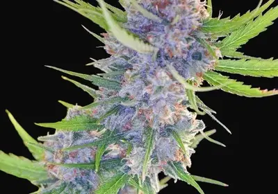 Spliff's Strawberry