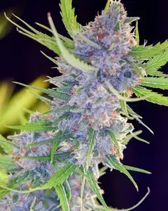 Spliff's Strawberry