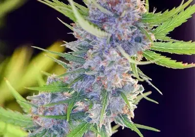 Spliff's Strawberry