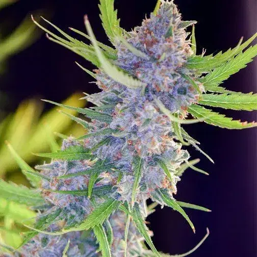 Spliff's Strawberry
