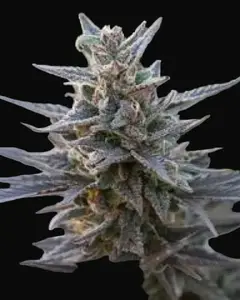 Spontanica Regular