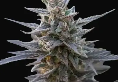 Spontanica Regular