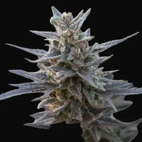 Spontanica Regular
