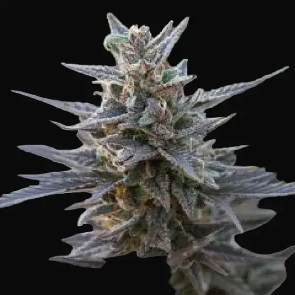 Spontanica Regular