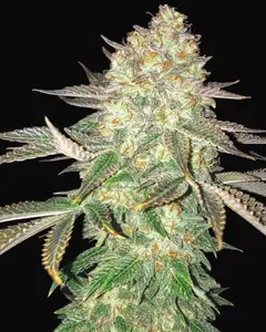 Spooky OG