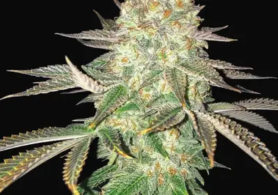 Spooky OG