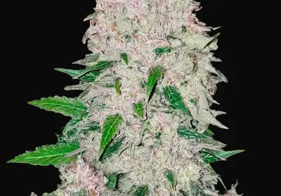 Stardawg Auto