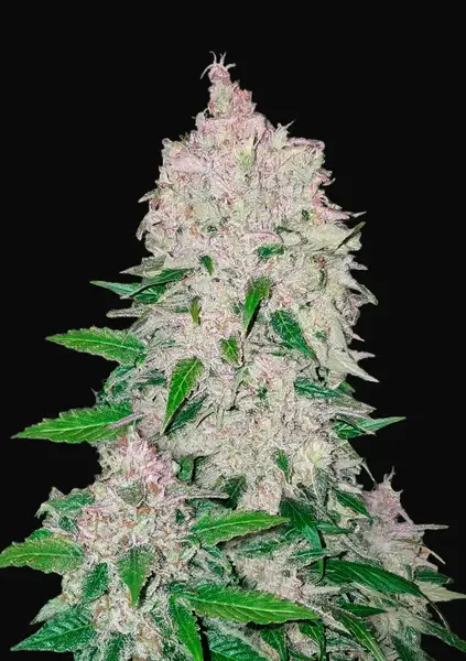 Stardawg Auto