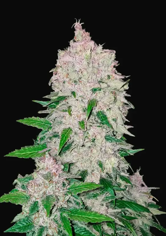 Stardawg Auto