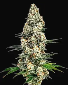 Stardawg