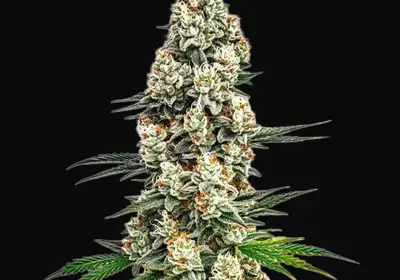 Stardawg