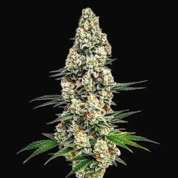 Stardawg