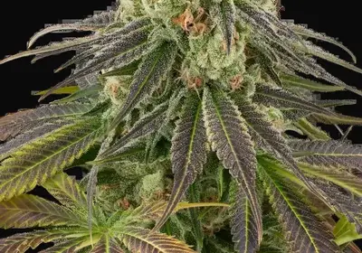Stardust Kush Automatic