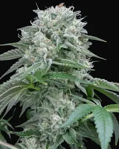 Starfire OG