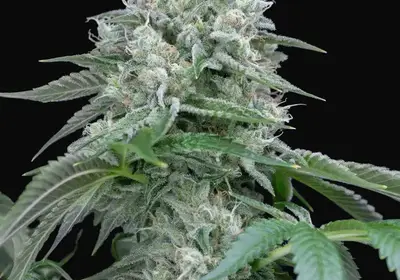 Starfire OG