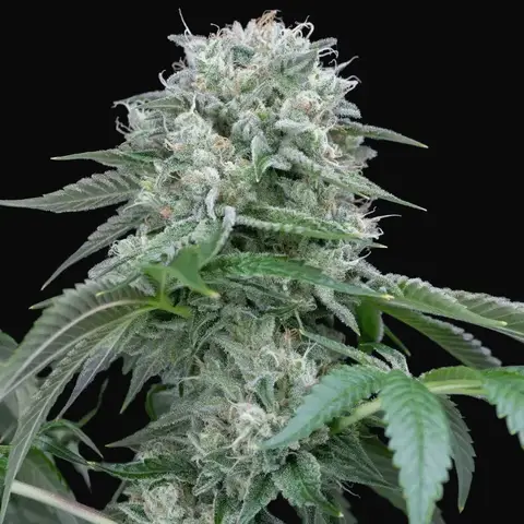Starfire OG