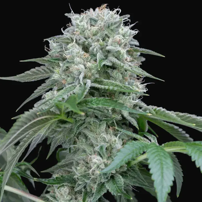 Starfire OG