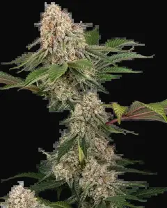 Sticky Berry Mints XXL