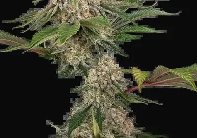 Sticky Berry Mints XXL