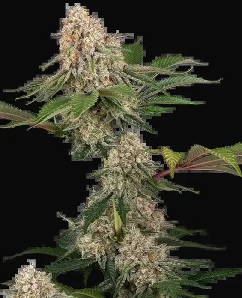 Sticky Berry Mints XXL