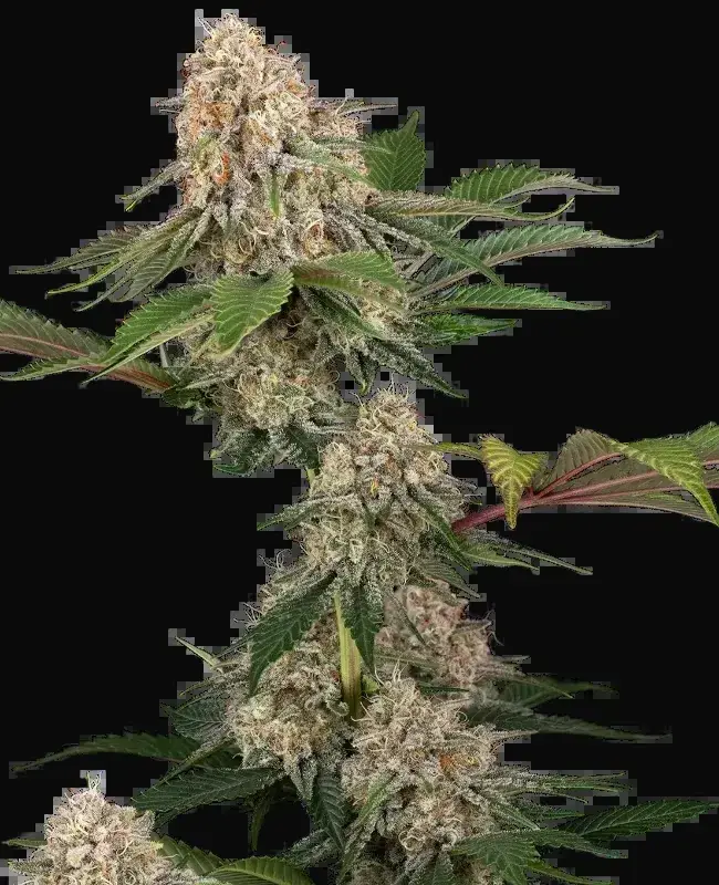 Sticky Berry Mints XXL