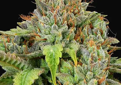 Sticky Boof Auto