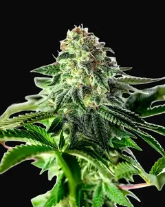 Sticky Dream Auto