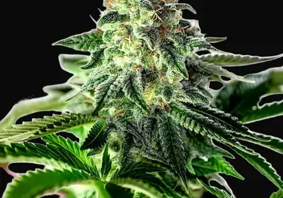 Sticky Dream Auto