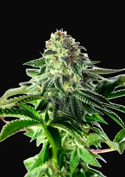 Sticky Dream Auto
