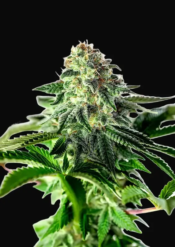 Sticky Dream Auto