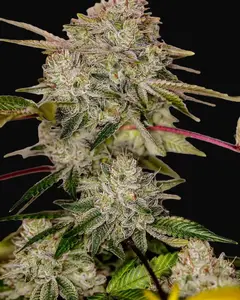 Sticky Dream