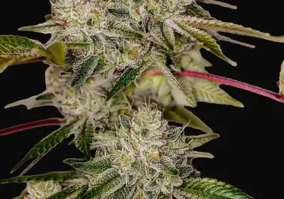 Sticky Dream