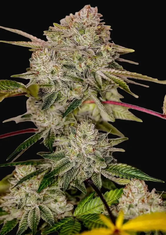 Sticky Dream