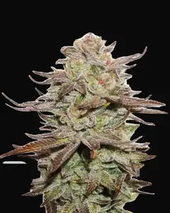 Sticky Fingers Auto