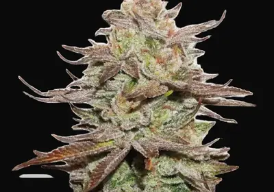 Sticky Fingers Auto