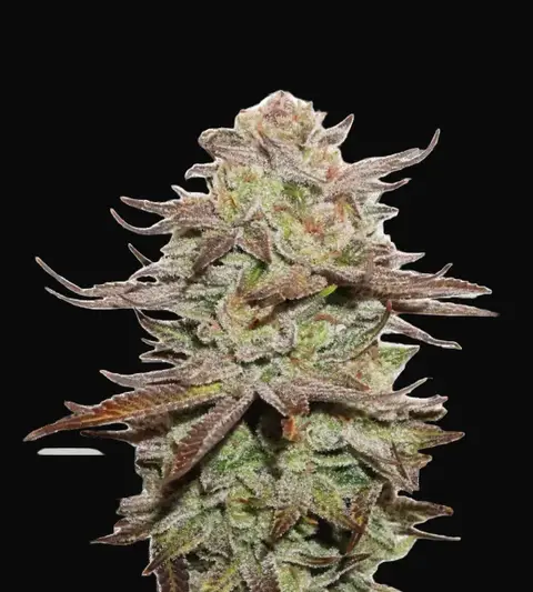 Sticky Fingers Auto