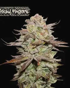 Sticky Fingers Auto